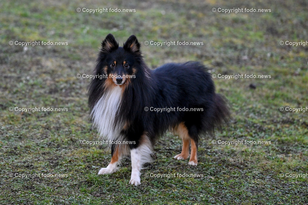Hunde_ 26.12.2024-20 | 28.012.2024, Povazska Bystrica, SVK, Themenbild, Hunde, im Bild Dog, Hund, Hunde, Rasse, Wiese, laufen, spielen, Sheltie, Shetland Sheepdog, Huetehund, Wachhund, Rudel