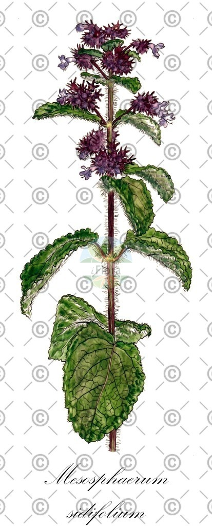 HistAbb_5Q23_2_ENZY_Simple | Historische Abbildung von Mesosphaerum sidifolium - Lamiaceae | Historical Illustration of Mesosphaerum sidifolium - Lamiaceae