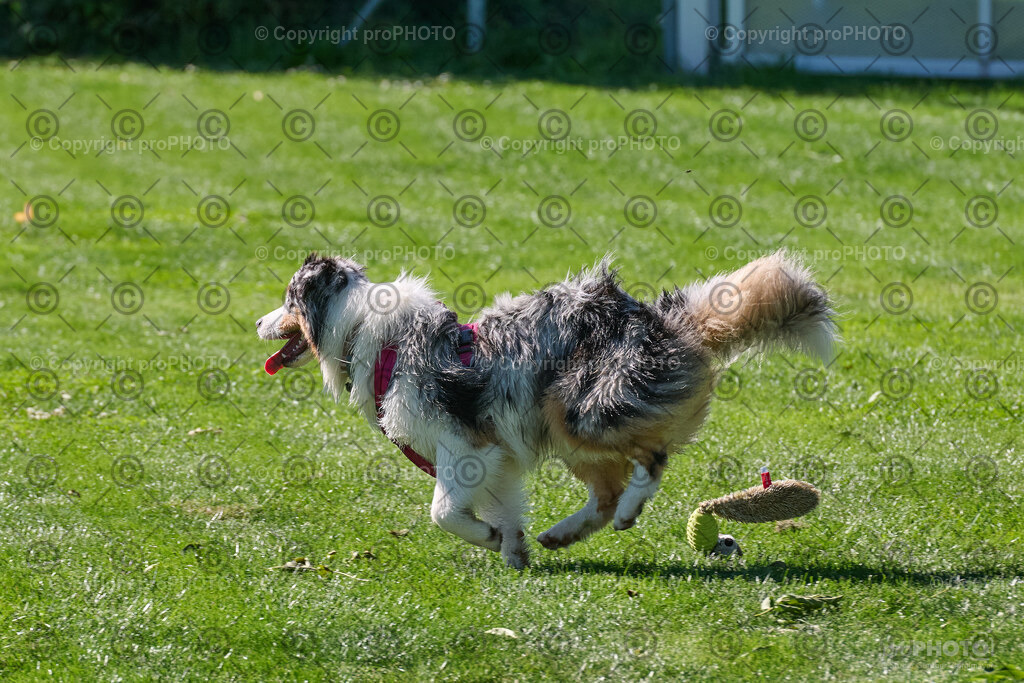 172_202509_4Hundebadetag_NZ9_2691 | proPHOTO - Realisiert mit Pictrs.com