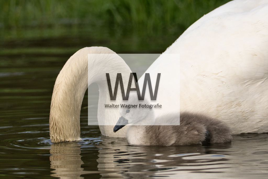 Schwäne am Gaishorner See | walter-wagner-fotografie