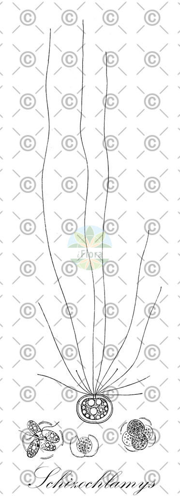 HistAbb_wfo-0000499069_1_ENZY_Simple | Historische Abbildung von Schizochlamys - Chaetopeltidaceae (0) | Historical Illustration of Schizochlamys - Chaetopeltidaceae (0)