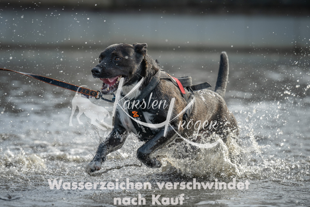 1052_ZZ90399 | kk-dogfotos