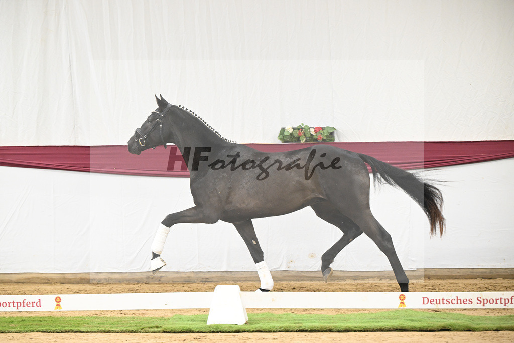 Kat-Nr. 29 Zackerey x L Espoir_Gestuet Greim_47253573 | hf-fotografie - Realisiert mit Pictrs.com