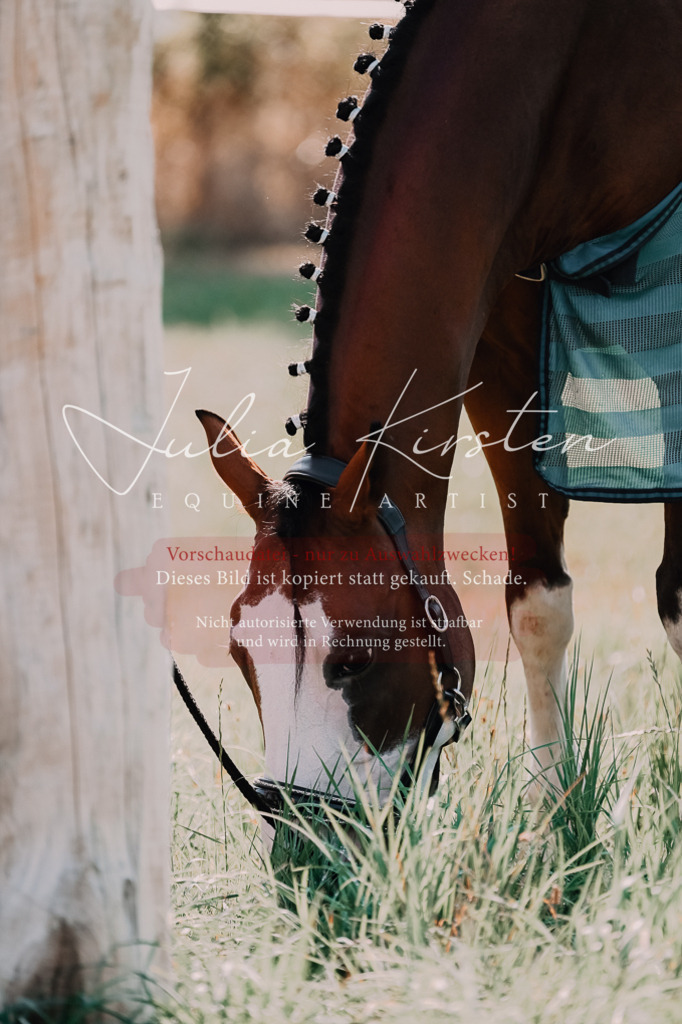 DSC_4975 | Pferde- und Turnierfotografie in Westsachsen. Pferdeportraits, Auftragszeichnungen und intuitive Kunst.
