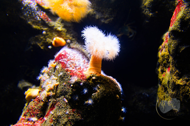 _DSC1297 | Shop für Prints Landschaftsfotografie Sächsische Schweiz Naturfotografie in Thüringen Fotos vom Findlingspark Nochten Kloster Sankt Marienstern Bilder Festung Königstein PanoramaRhododendronpark Kromlau FotogalerSchleswig-Holstein Küstenlandschaften