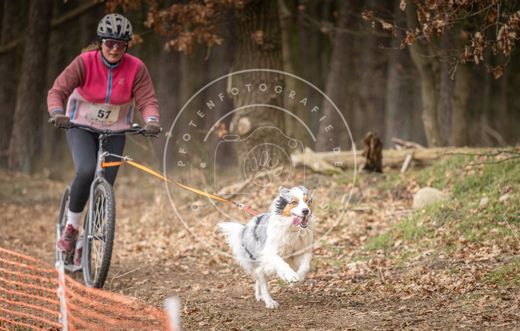 Pfotenfotografie_DV3A1980 | Hundefotografie, Tierfotograf, Pfotenfotografie, Fotoshooting Hund, Hunde Portrait, Hundesport, Hundeportraits, Heideshooting, Hunde, Sportfotograf, Hundefotograf, Turnierhundsport, THS,  - Realisiert mit Pictrs.com