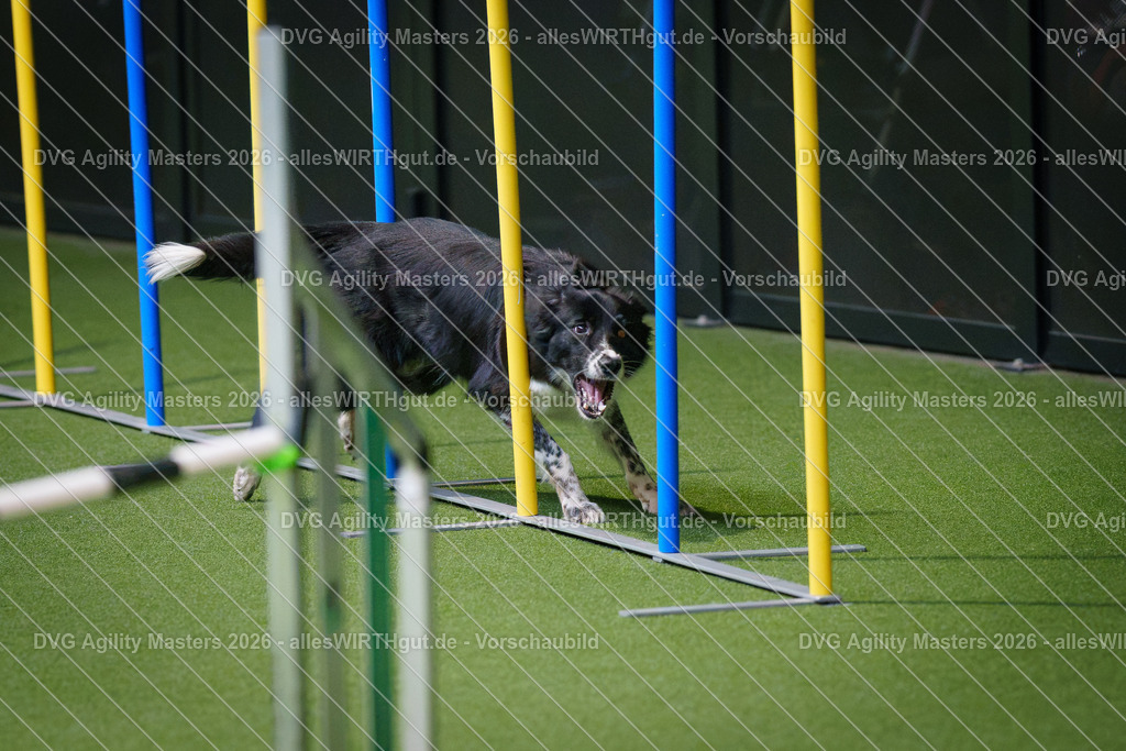 allesWIRTHgut_Tierfotografie-DVG_Agility_Masters_2026-09_22-7R501477 | Professionelle Tierfotografie in Mönchengladbach von Daniel Wirth (allesWIRTHgut). Liebevolle & natürliche Bilder von Hunden & Katzen für unvergessliche Erinnerungen.