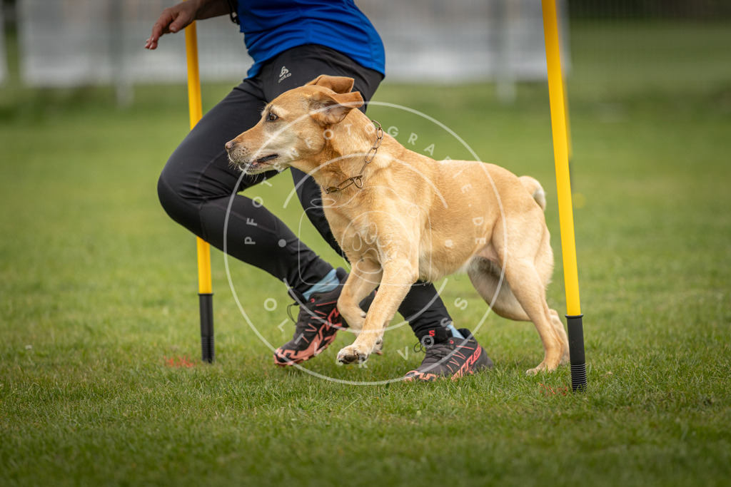Pfotenfotografie_DV3A0079 | Hundefotografie, Tierfotograf, Pfotenfotografie, Fotoshooting Hund, Hunde Portrait, Hundesport, Hundeportraits, Heideshooting, Hunde, Sportfotograf, Hundefotograf, Turnierhundsport, THS,  - Realisiert mit Pictrs.com
