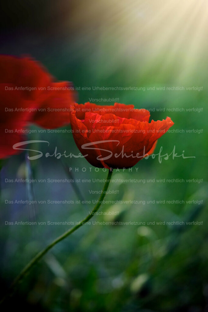 Wandbild Mohn mit Sonnenstrahlen | Die aufgehende Sonne lässt den Mohn erstrahlen - Realisiert mit Pictrs.com
