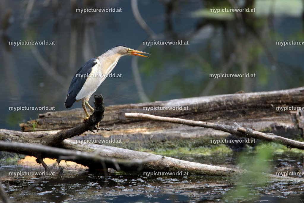 Zwergdommel-022 | Das Bilderarchiv über Tiere, Planzen und Landschaften. In der Bilddatenbank finden Sie ein große Auswahl an hochwertigen Bilder für Ihre Werbung - Realisiert mit Pictrs.com
