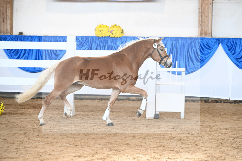 Kat-Nr. 5 Balios AW v. Bugatti_Wolf_48250128 | hf-fotografie - Realisiert mit Pictrs.com