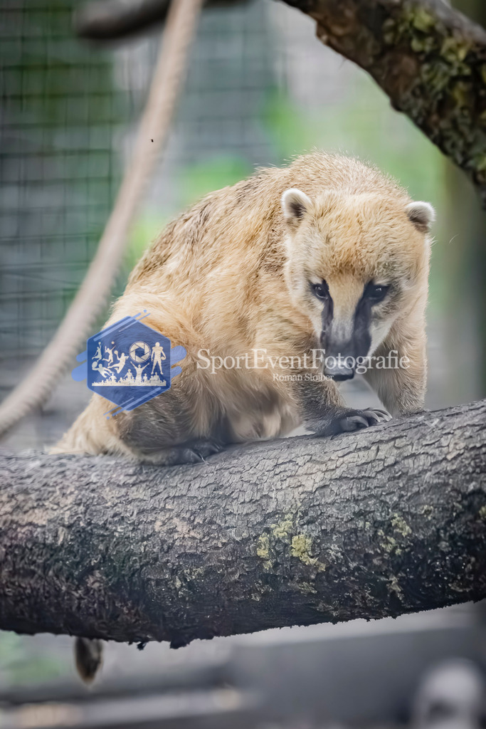 IMG_3929 | SportEventFotografie - Roman Stoiber