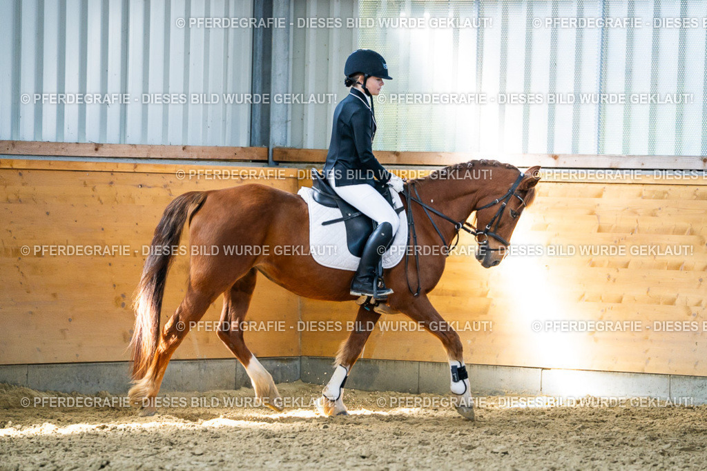 DSC02090 | Pferdegrafie