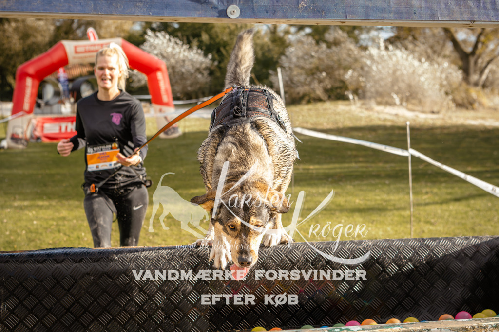 1524_ZZ96653 | kk-dogfotos