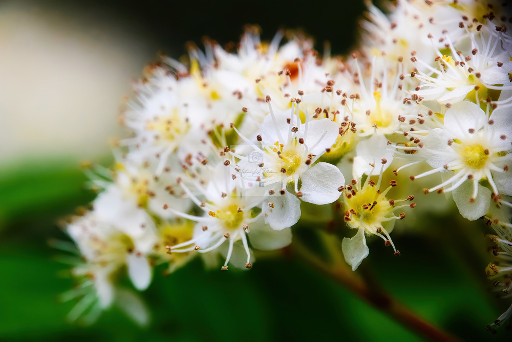 Makro - floral (28) | Buche Fotoshootings und entdecke hochwertige Fotoprodukte bei Mathias Ku Photos. Personalisiert, kreativ & mit Liebe zum Detail. Jetzt informieren! - Realisiert mit Pictrs.com
