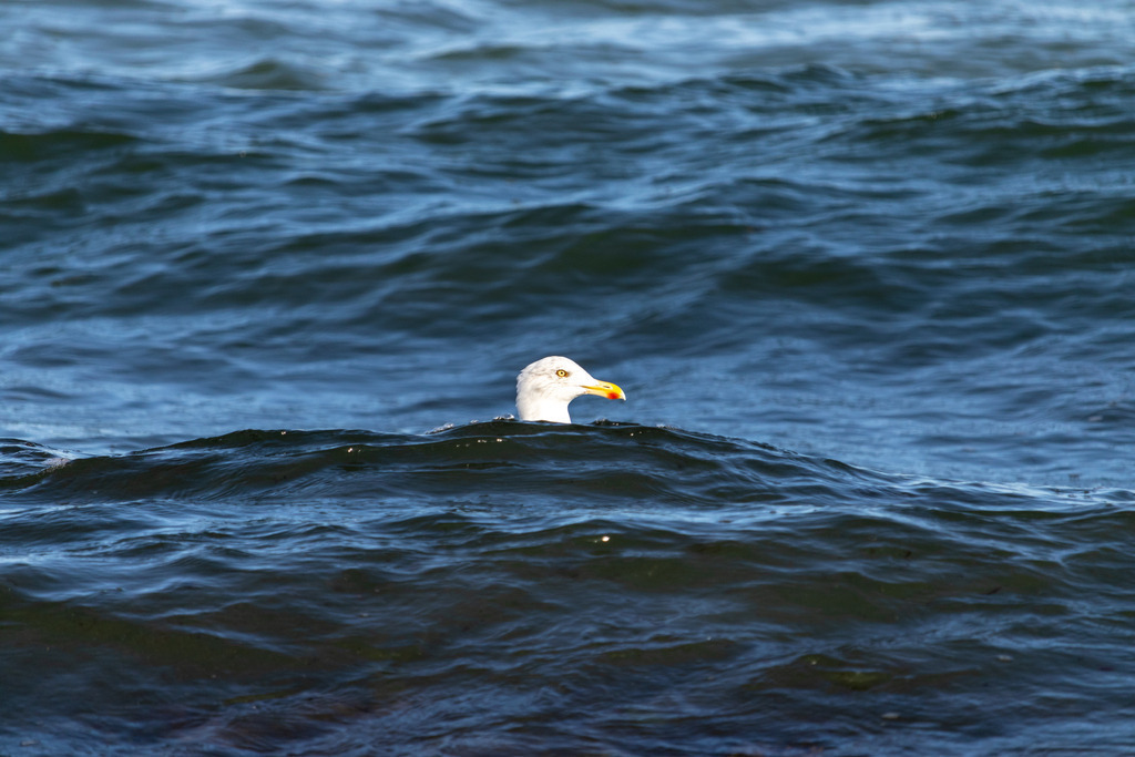 XXL Wandbild: Badetag für eine Möwe am Meer | Dieses maritime XXL Wandbild im Querformat zeigt eine Möwe die auf dem Meer schwimmt. Dabei wird die Möwe durch eine Welle teilweise verdeckt, so das nur der Kopf oberhalb der Welle zu sehen ist.  - Realisiert mit Pictrs.com