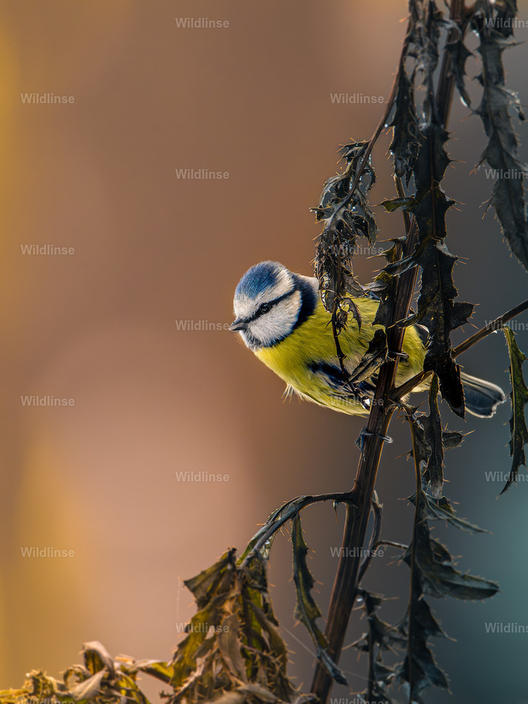Wildlinse-231209-1 | Willkommen bei Wildlinse. Wildtierfotografien aus Schleswig-Holstein: Entdecke einzigartige Fine-Art-Prints und Poster, die Ruhe, Wildnis und die Schönheit unserer heimischen Tierwelt in dein Zuhause bringen. - Realisiert mit Pictrs.com