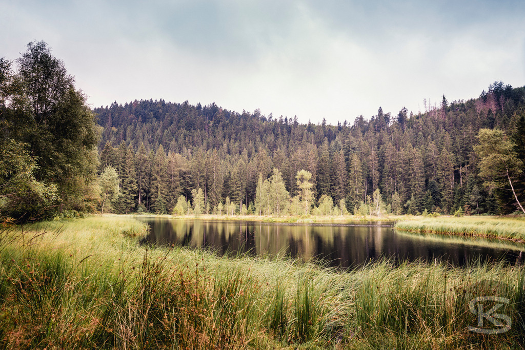 Idyllischer Buhlbachsee in Baiersbronn, Schwarzwald | Entdecken Sie den idyllischen Buhlbachsee in Baiersbronn, Baden-Württemberg. Dieses Bild fängt die malerische Waldlandschaft mit dem dunklen Wasser des Sees, umgeben von hohem Gras und einem dichten Wald. Ein Ort der Ruhe und Erholung, eingebettet in die natürliche Umgebung des Schwarzwalds. - Realisiert mit Pictrs.com