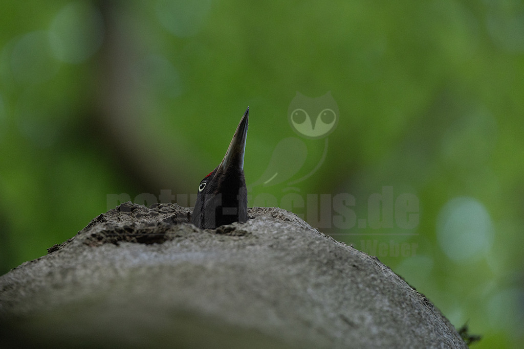 R5NF2580-20230518 | Viele Tiere sind von dem großen Specht abhängig, sie belegen die gezimmerten Baumhöhlen als „Nachmieter“. Doch der Schwarzspecht kann nur da vorkommen, wo große Waldflächen noch zusammenhängen und Bäume alt werden dürfen. Hier kann man das laute Trommeln des eleganten Vogels noch hören.  - Realisiert mit Pictrs.com