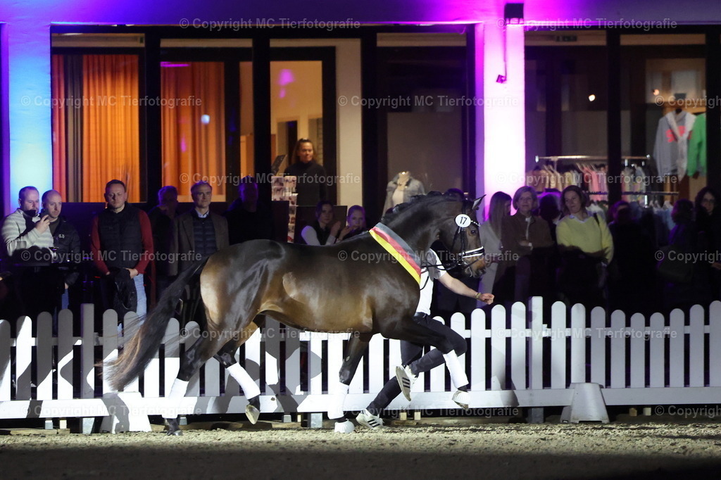 Hengstsch.u.Körung 28.02.-01.03.26Muenster-EichenkönigMCTierf.9C8A8041B | Pferdefotos online bestellen - Realisiert mit Pictrs.com