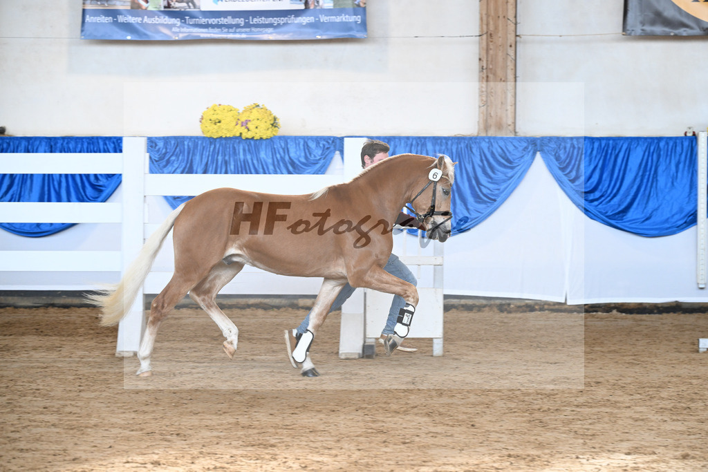 Kat-Nr. 6 nn v. Steingold_Zuchtstaette Isarblick Dressler_48250145 | hf-fotografie - Realisiert mit Pictrs.com