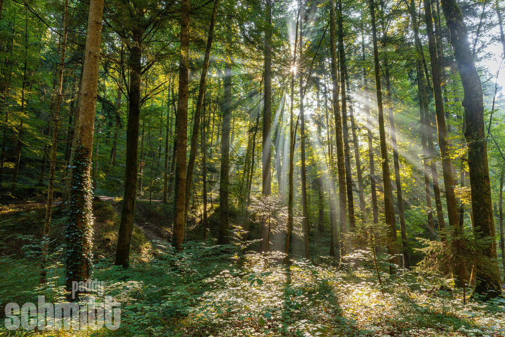 PS-Oberschwaben-2026-21 | Entdecke die größte Bildgalerie der Region mit Fotografien aus dem Allgäu, der Bodenseeregion, Oberschwaben, dem Donautal und der Schwäbischen Alb. Landschaften, Luftaufnahmen und Reisefotografie als Wandbild und Fotokunst. - Realisiert mit Pictrs.com