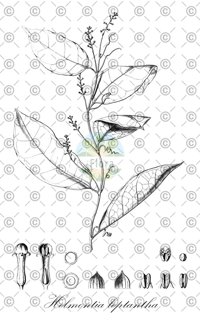 HistAbb_wfo-0000654504_1_ENZY_Simple | Historische Abbildung von Helmontia leptantha - Cucurbitaceae | Historical Illustration of Helmontia leptantha - Cucurbitaceae