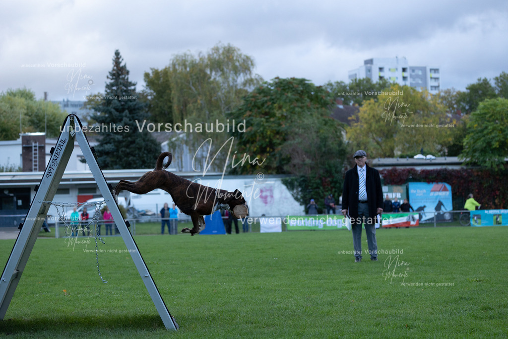 _16A4615 | Einzigartige Fotos von Hunden & Menschen –Actionfotos, Portraits, Vereinsaufnahmen & Paarshootings – authentisch, lebendig & mit Herz.