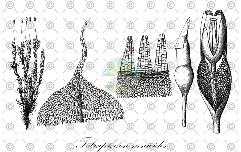 HistAbb_wfo-0001281439_1_ENZY_Simple | Historische Abbildung von Tetraplodon mnioides - Splachnaceae | Historical Illustration of Tetraplodon mnioides - Splachnaceae