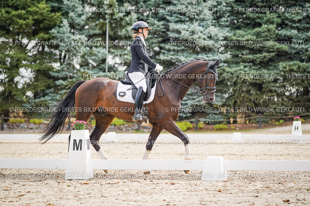 DSC01659 | Pferdegrafie