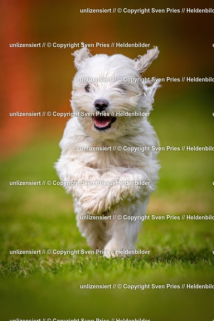 Sven Pries | 2024-09-22 - Hunderennen Baden-BadenPudelverein - Realisiert mit Pictrs.com