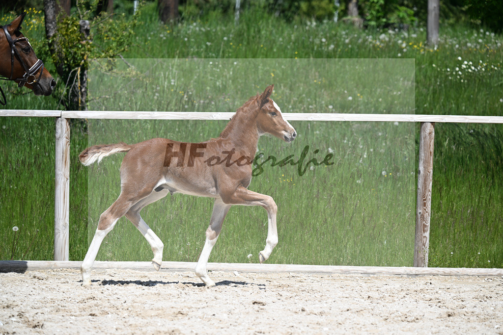 Esmeraldo x Comte_HF_Knott_10250488 | hf-fotografie - Realizzato con Pictrs.com