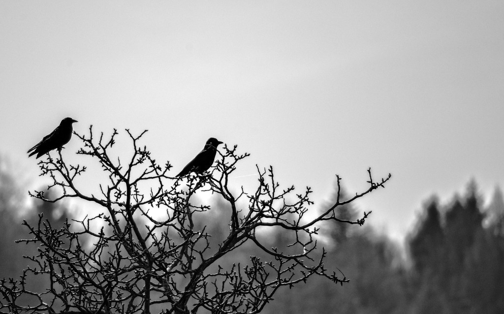 2014_03_30 DSC_8397-623 | bridgeman - Realisiert mit Pictrs.com