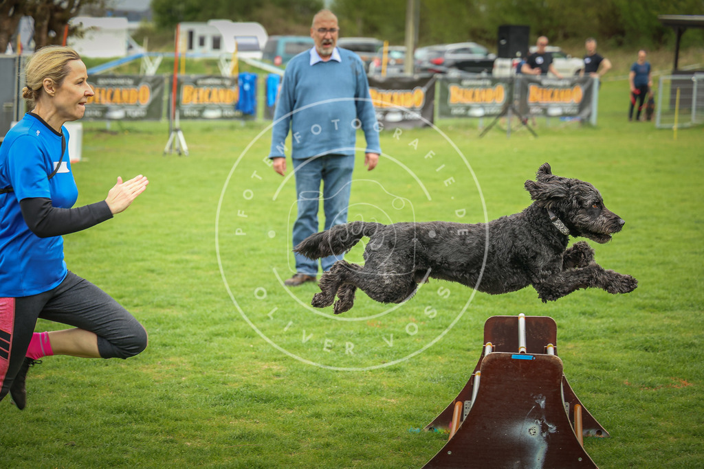 Pfotenfotografie_0L8A9600 | Hundefotografie, Tierfotograf, Pfotenfotografie, Fotoshooting Hund, Hunde Portrait, Hundesport, Hundeportraits, Heideshooting, Hunde, Sportfotograf, Hundefotograf, Turnierhundsport, THS,  - Realisiert mit Pictrs.com