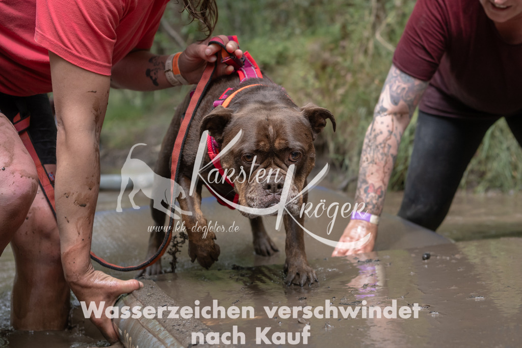 1334_ZZ94720 | kk-dogfotos