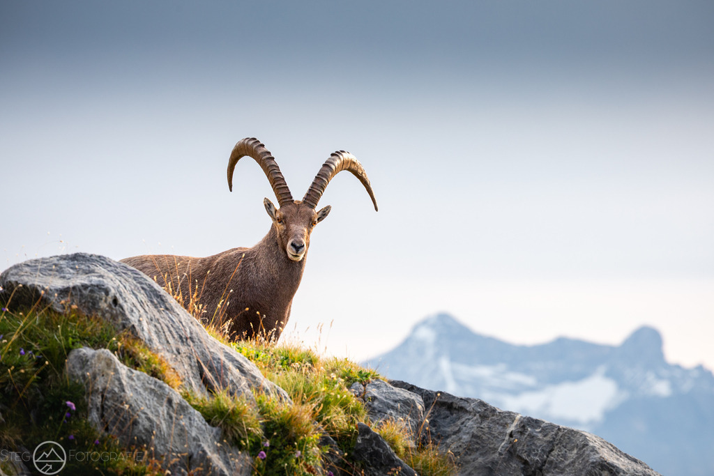 Steinbock | Sie fasziniert die Schweizer Natur und Bergwelt genau so wie mich? Auf www.steg-fotografie.ch findest du sicher ein passendes Bild von Landschaften, Tieren oder dem Nachthimmel für deine Wohnung. Jetzt als Wandbild, Abzug, Karte oder Download bestellen. - Realized with Pictrs.com