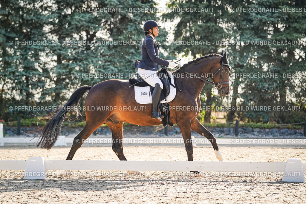 DSC08558 | Pferdegrafie