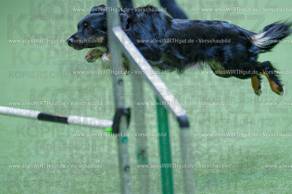 @allesWIRTHgut_Tierfotografie - www.allesWIRTHgut.de - 2604251352-7R504225 | Professionelle Tierfotografie in Mönchengladbach von Daniel Wirth (allesWIRTHgut). Liebevolle & natürliche Bilder von Hunden & Katzen für unvergessliche Erinnerungen.