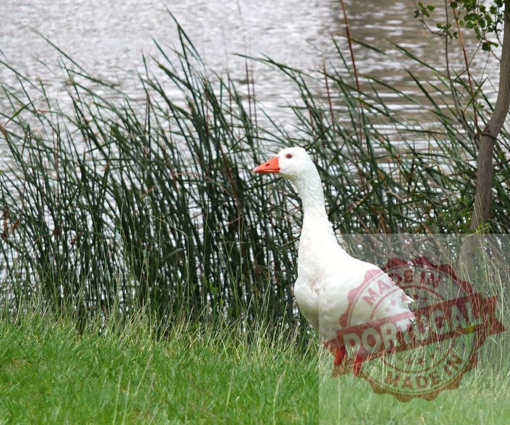 White goose standing on grass near pond | White goose standing on green grass with water and reeds in the background - Realisiert mit Pictrs.com