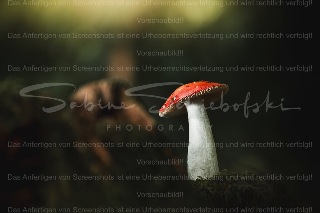 Rotkäppchen im Wald | People- und Tierfotografie, Imageaufnahmen, Veranstaltungsfotografie und Wandbilder aus der Natur ★ Made in Germany ✔️ Druck + Downloads ✔️ Naturfotografie in Top Qualität ★ schneller Versand, weltweite Lieferung! - Realisiert mit Pictrs.com