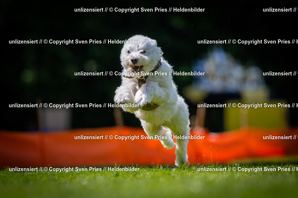 Sven Pries | 2025-08-10 - Hunderennen Durlach - Realisiert mit Pictrs.com