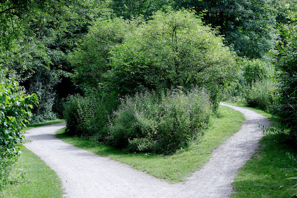 Bagno_09_07_24_DPP-90 | Photo Foto Kunst Art schwarzweiss Bilder Rheine Münster Berlin Blumen 