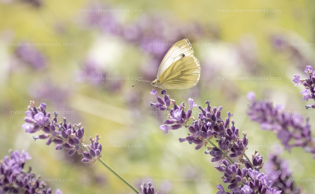 DSCF1283 | invaluablemoments.com - Realisiert mit Pictrs.com