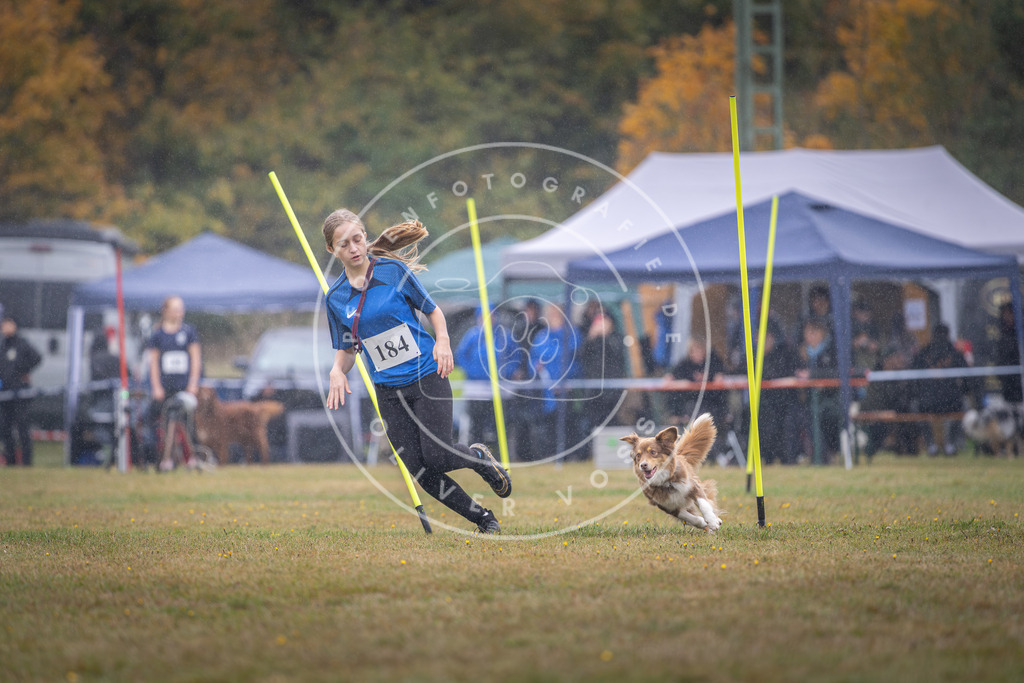 Pfotenfotografie_DV3A0038 | Hundefotografie, Tierfotograf, Pfotenfotografie, Fotoshooting Hund, Hunde Portrait, Hundesport, Hundeportraits, Heideshooting, Hunde, Sportfotograf, Hundefotograf, Turnierhundsport, THS,  - Realisiert mit Pictrs.com