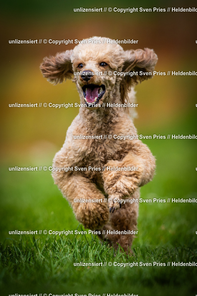 Sven Pries | 2025-04-13 - Hunderennen Baden-Baden - Realisiert mit Pictrs.com