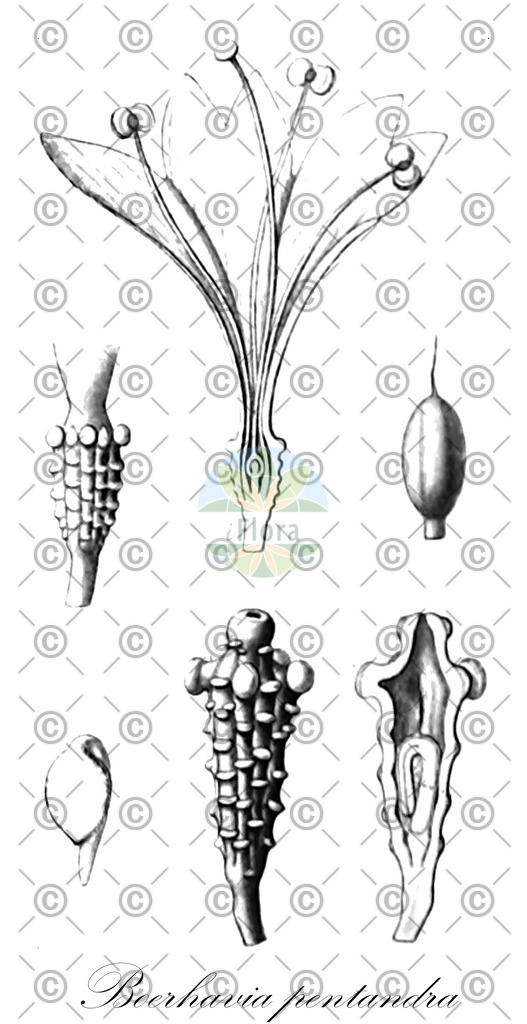 HistAbb_wfo-0000341659_1_ENZY_Simple | Historische Abbildung von Boerhavia pentandra - Nyctaginaceae | Historical Illustration of Boerhavia pentandra - Nyctaginaceae