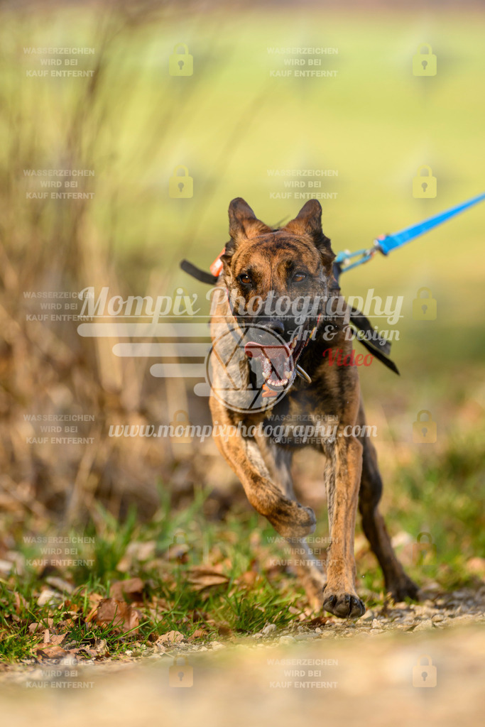 MompixPhotography_6ReiatRennen2026_SA_HappyDog-6 | PayLife