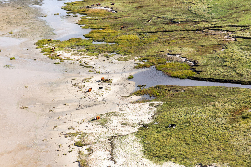 Aerial view: Cattle in the dunes on the sandy beach in Fanø in the state South Denmark, Denmark.Photo: IMG_118576.jpg taken on 09/21/2019 by Werner Riehm/FLY-FOTO.comResolution of the original: 5472 x 3648 px