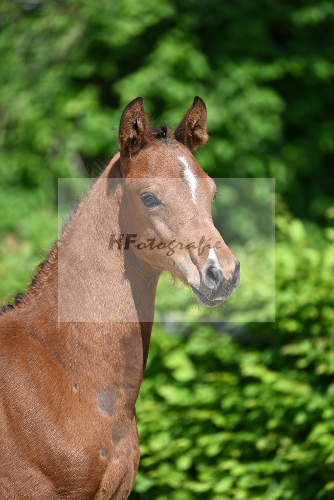 Kat-Nr. 5 HF Esmeraldo_Haarmann_15230050 | hf-fotografie - Realizzato con Pictrs.com
