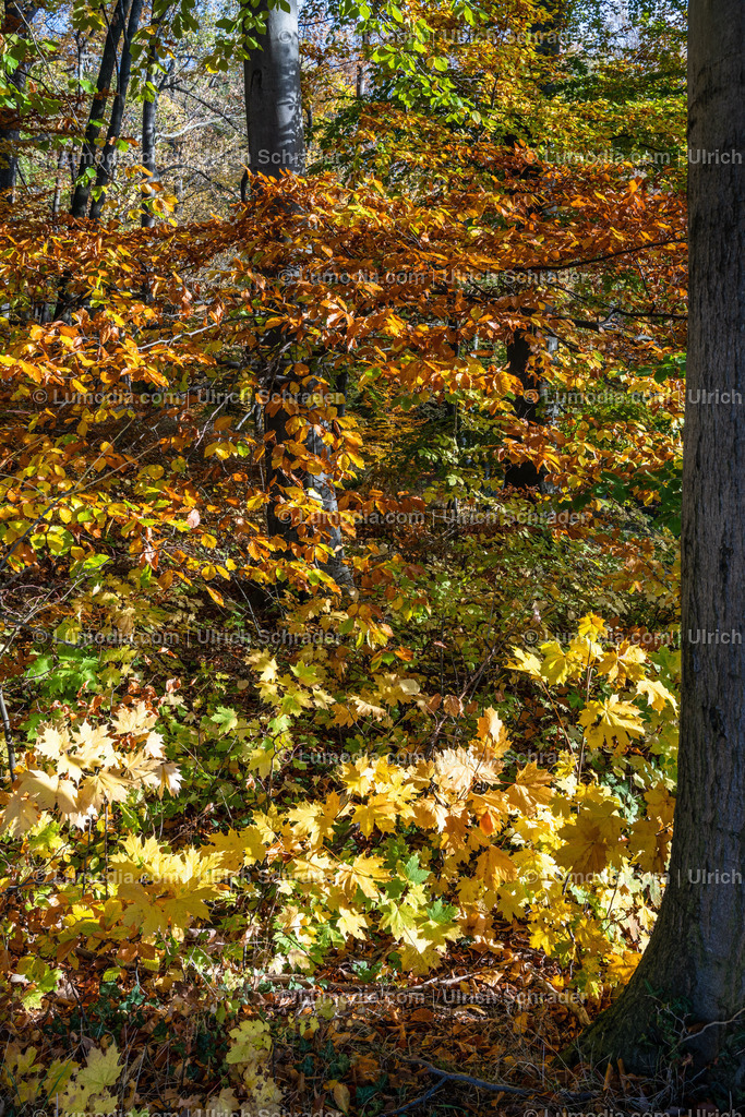 10049-12632 - Schloßpark Ilsenburg im Harz | Stockfoto und Bilderpool mit Bildmaterial aus Deutschland, dem Harz, Halberstadt, Quedlinburg, Wernigerode und weltweit. Qualitativ hochwertige und professionelle Fotos anschauen und kaufen. - Realisiert mit Pictrs.com